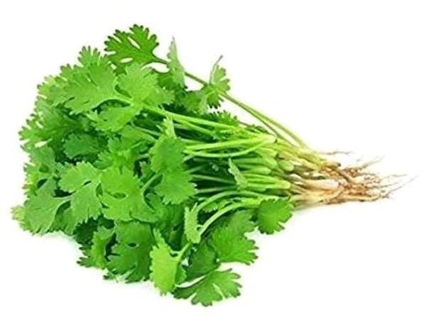 Coriander | కొత్తిమీర 

