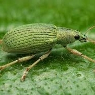 Insecticide