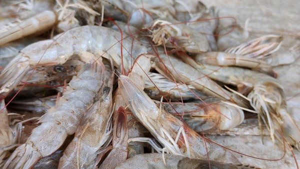 Prawn