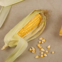 Corn Cob (Bhutta) - 1 piece