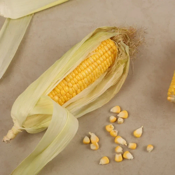 Corn Cob (Bhutta) - 1 piece