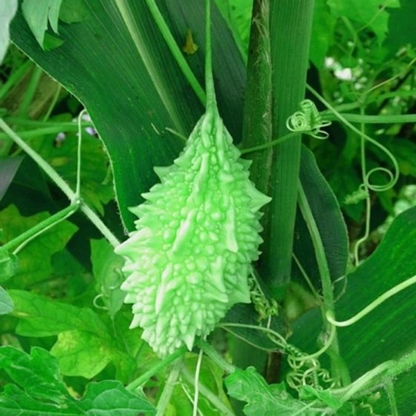 Chotta Karela - 250gms