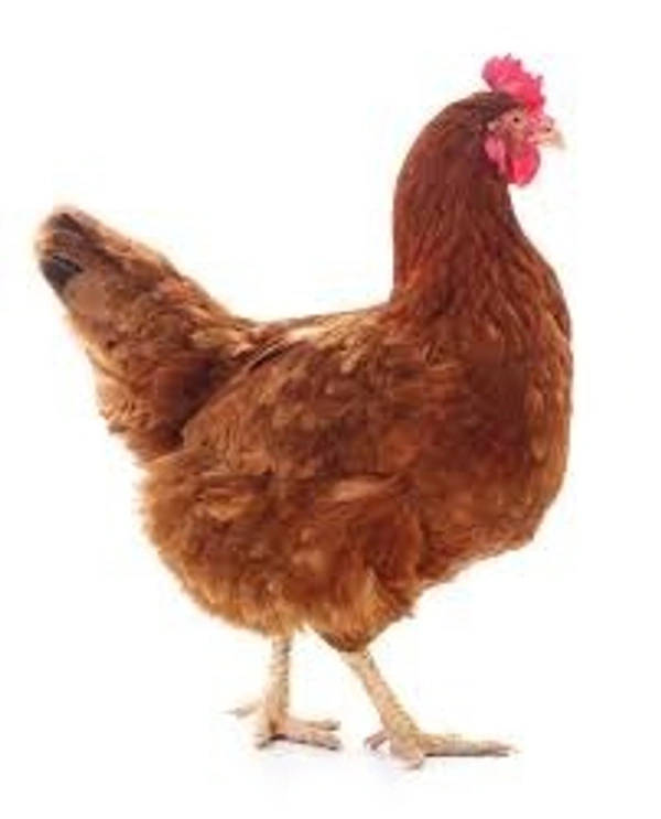 Desi Murgi - Cut - 1 Kg - 1 Kg