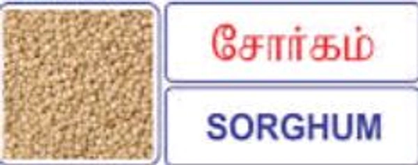 SORGHUM