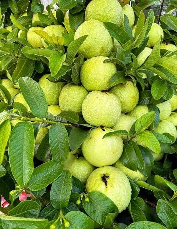Guava Sheet 