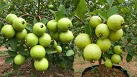 Guava Sheet 