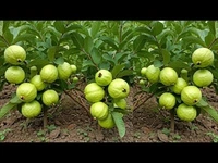 Guava Sheet 