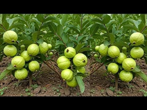 Guava Sheet 