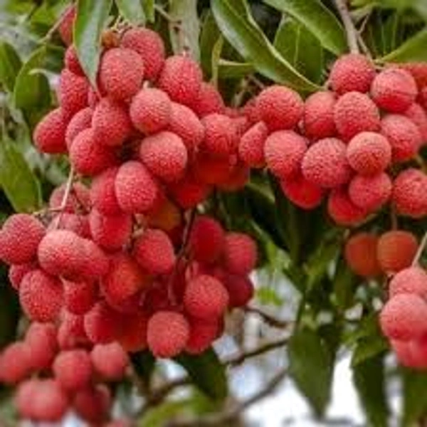 Litchi Sheet 