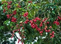 Litchi Sheet 