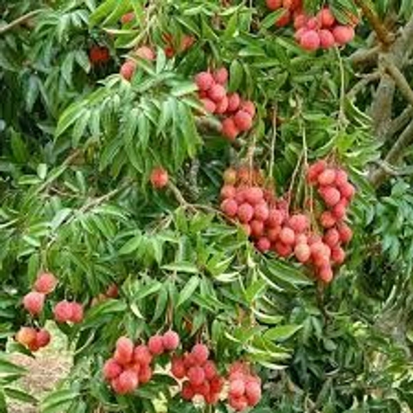 Litchi Sheet 