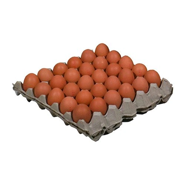 কয়লার রোগের ডিম Egg 