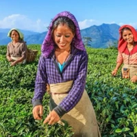Manu Valley (চা পাতা) - 100