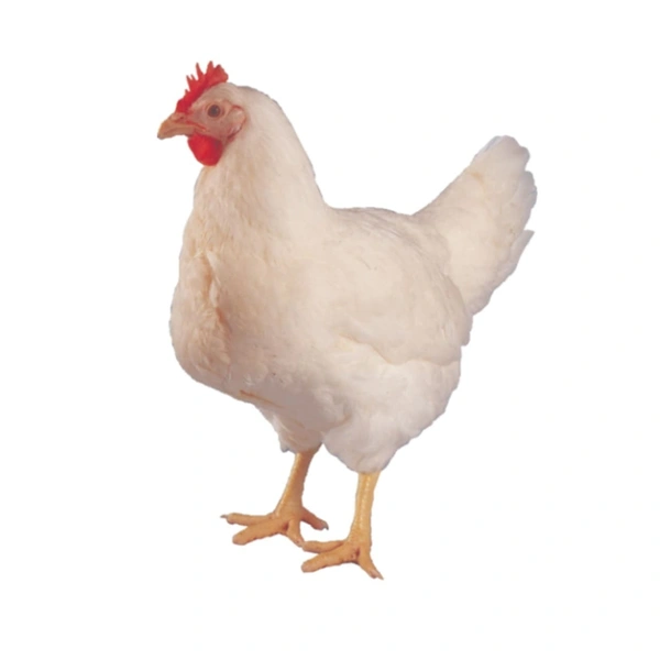  জীবিত মুরগি ( approx ) 2kg - 2kg aaprox