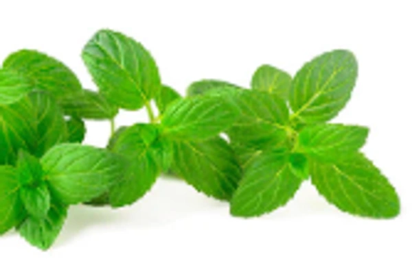 Mint Leaves Bunch (Pudina) 1pc 200-250g