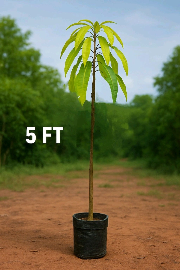 Am Tree - 5 Fit