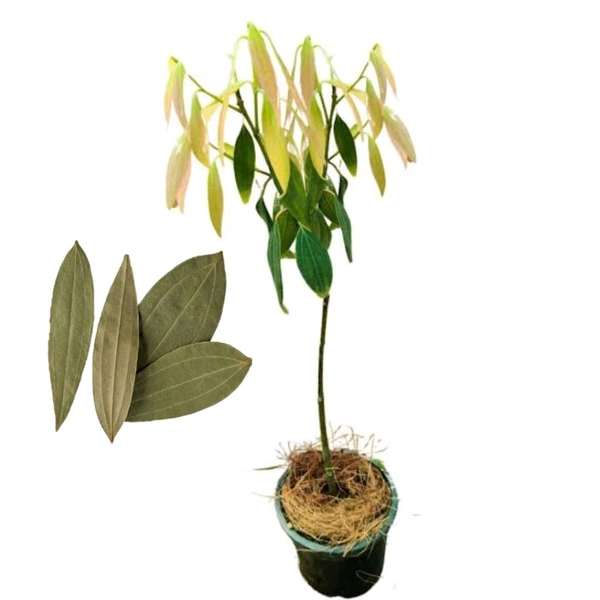 Tej Patta Tree