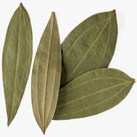 Tej Patta Tree