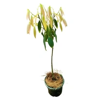 Tej Patta Tree