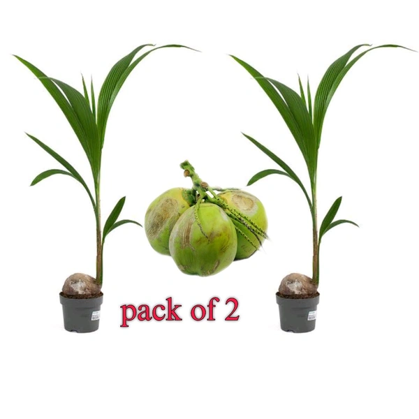 Hybrid Coconut Tree ( Pack Of 2) - 3.5 Fit