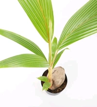 Hybrid Coconut Tree ( Pack Of 2) - 3.5 Fit
