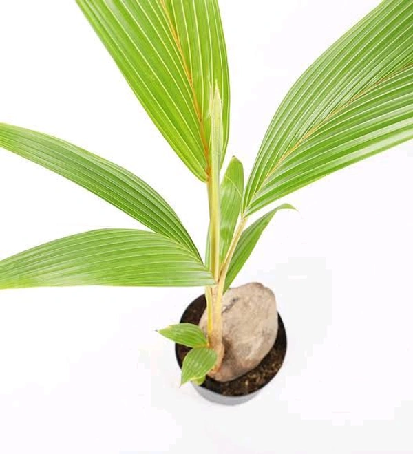 Hybrid Coconut Tree ( Pack Of 2) - 3.5 Fit