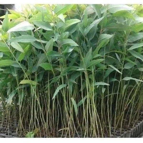 Eucalyptus Tree 5-6 Fit  - 5-6 Fu