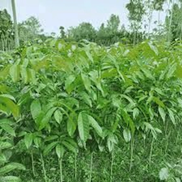 Meheguni Plant 