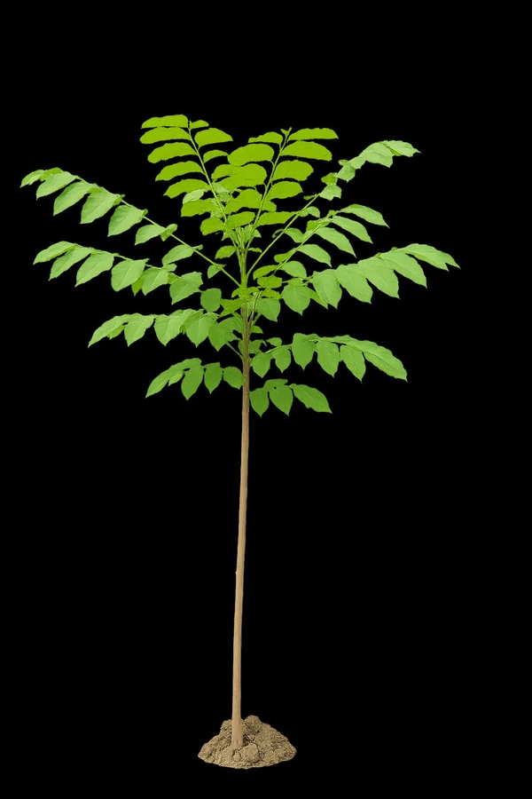 Lombu Tree - 5-6 Fit