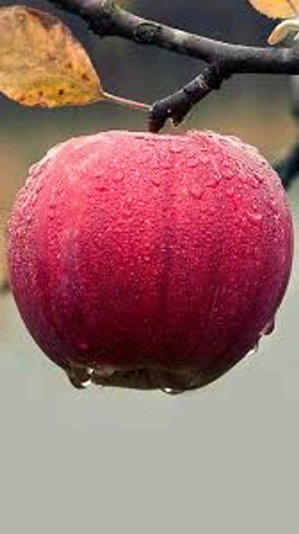 सेव Apple 🍎 500g  - 500g