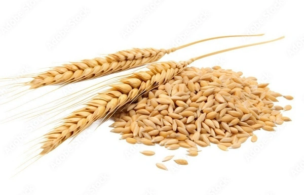 GODHI – Natural Whole Wheat Grain - 1 KG