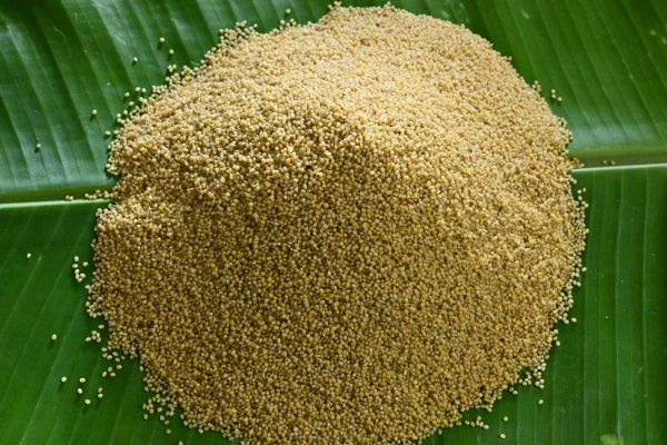 SAMAI – Natural Little Millet - 0.5 KG