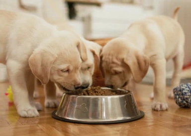 Pet food
