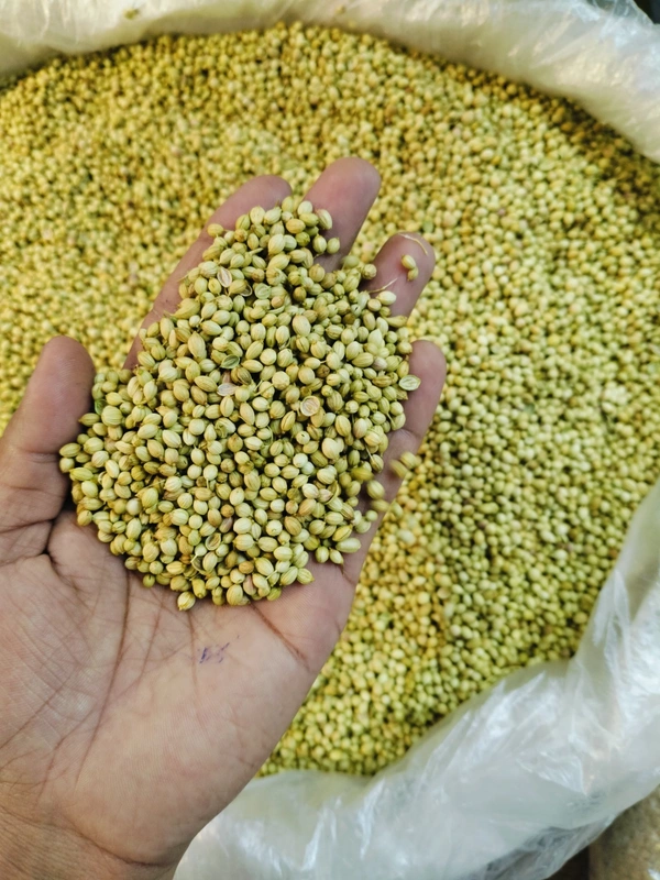 Coriander Seeds