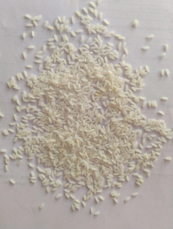 Basaveshwara 7 Months old - 26 KG