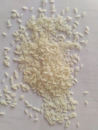 Basaveshwara 16 months old - 26 KG