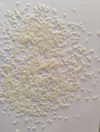 Mr Gold original 18 Months Old  - 26 KG