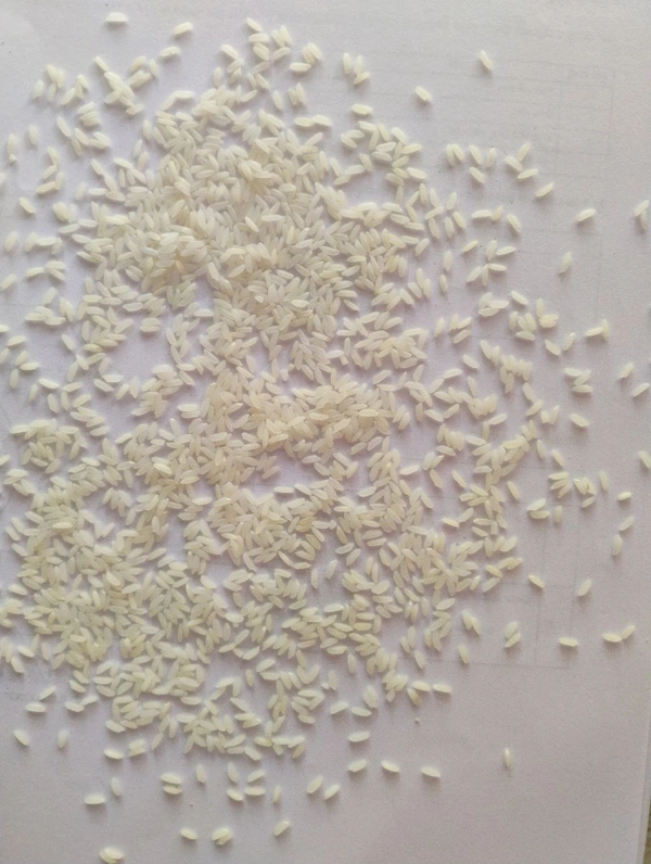 Mr Gold original 18 Months Old  - 26 KG