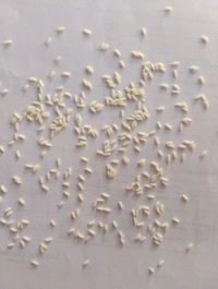 S black Kolam jeera - 26 KG