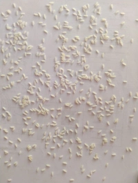 Keshar kali  wada kolam - 30 KG