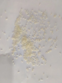 Vijayn gold sona masoori - 26 KG