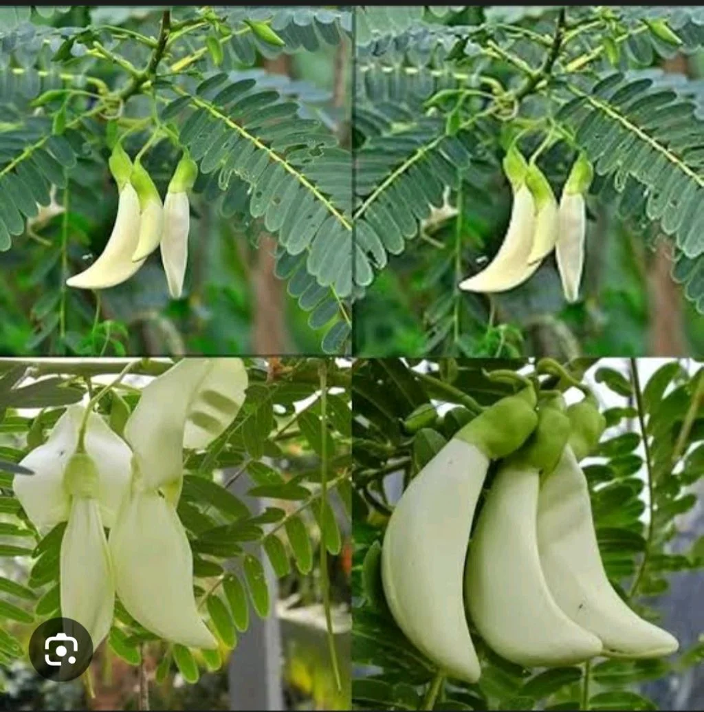 Bok Phool 10 -pcs