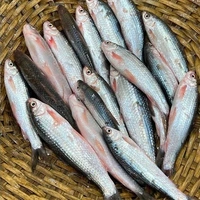 Desi Bata (Gross Weight -500g)