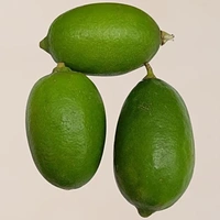 Kagji Lebu - per piece