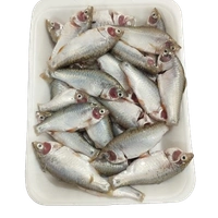 Desi Puti ( Gross Weight 250g)