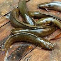 Desi singi Fish (Gross Weight 250g ) 