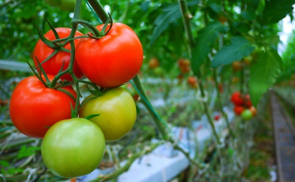 Tomatto 1kg (Pack) - 1 Kg