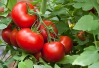Tomatto 1kg (Pack) - 1 Kg