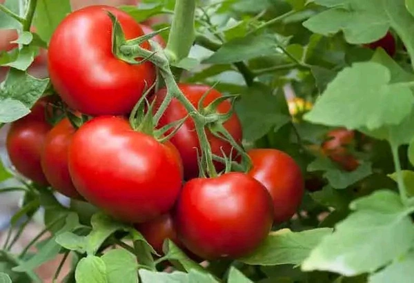 Tomatto 1kg (Pack) - 1 Kg