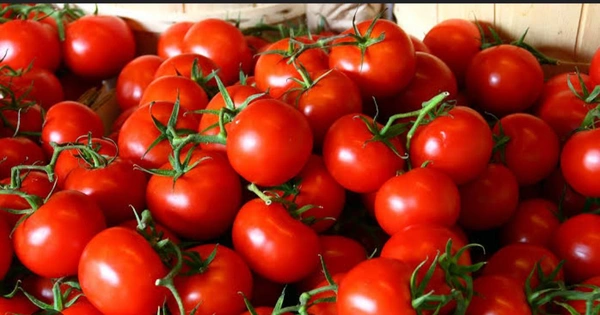 Tomatto 1kg (Pack) - 1 Kg